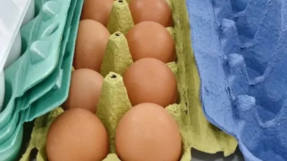 The cost of setting up an egg comb production line in Karaj