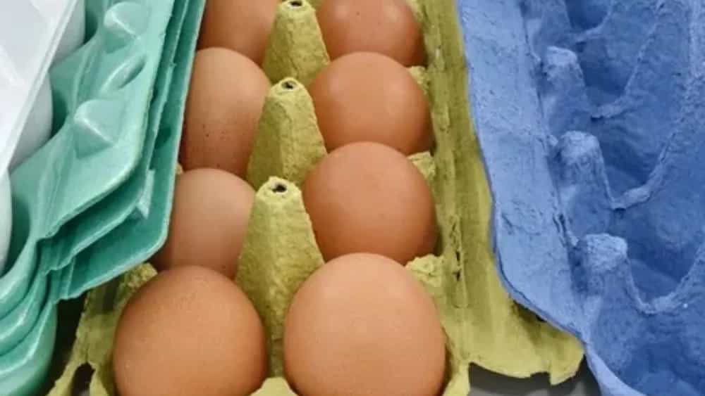 The cost of setting up an egg comb production line in Karaj
